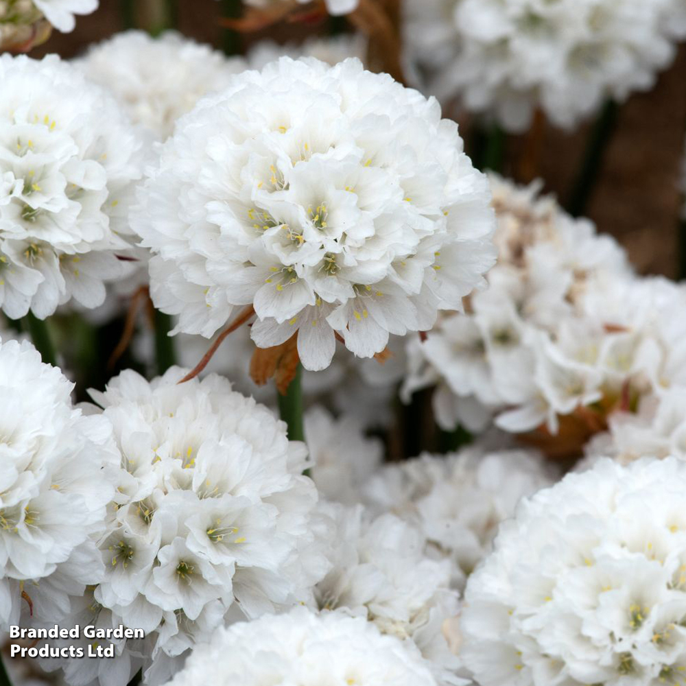 Armeria 'Dreameria Dream Clouds' image