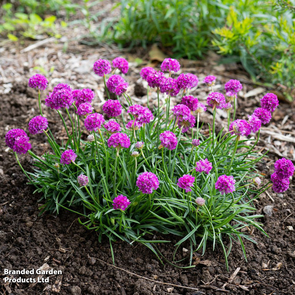 Armeria 'Dreameria Vivid Dreams' image