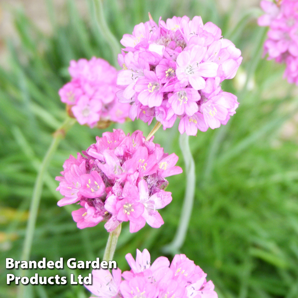 Armeria maritima image