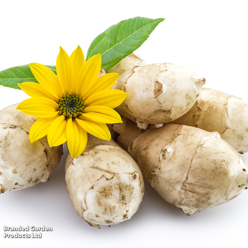 Jerusalem Artichoke 'Fuseau' image