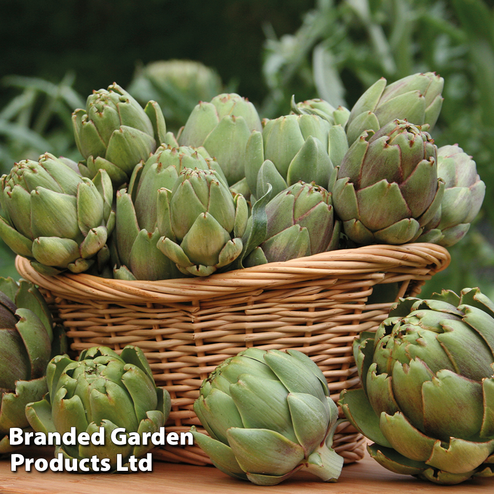 Globe Artichoke 'Green Globe Improved' F1 Hybrid image