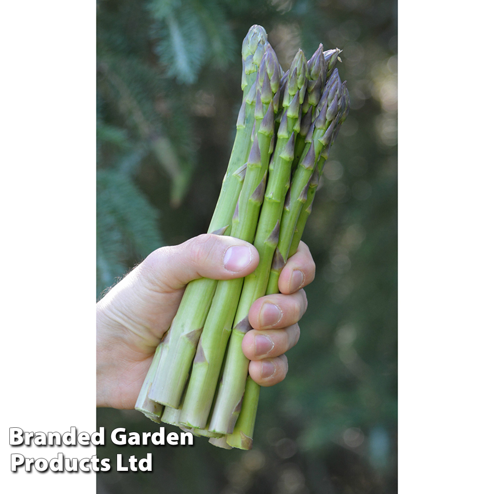 Asparagus 'Guelph Equinox' image