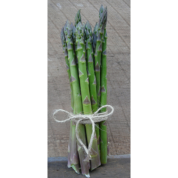 Asparagus 'Guelph Eclipse' image