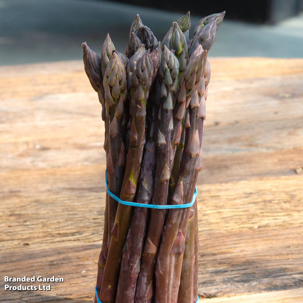 Asparagus 'Erasmus' F1 image