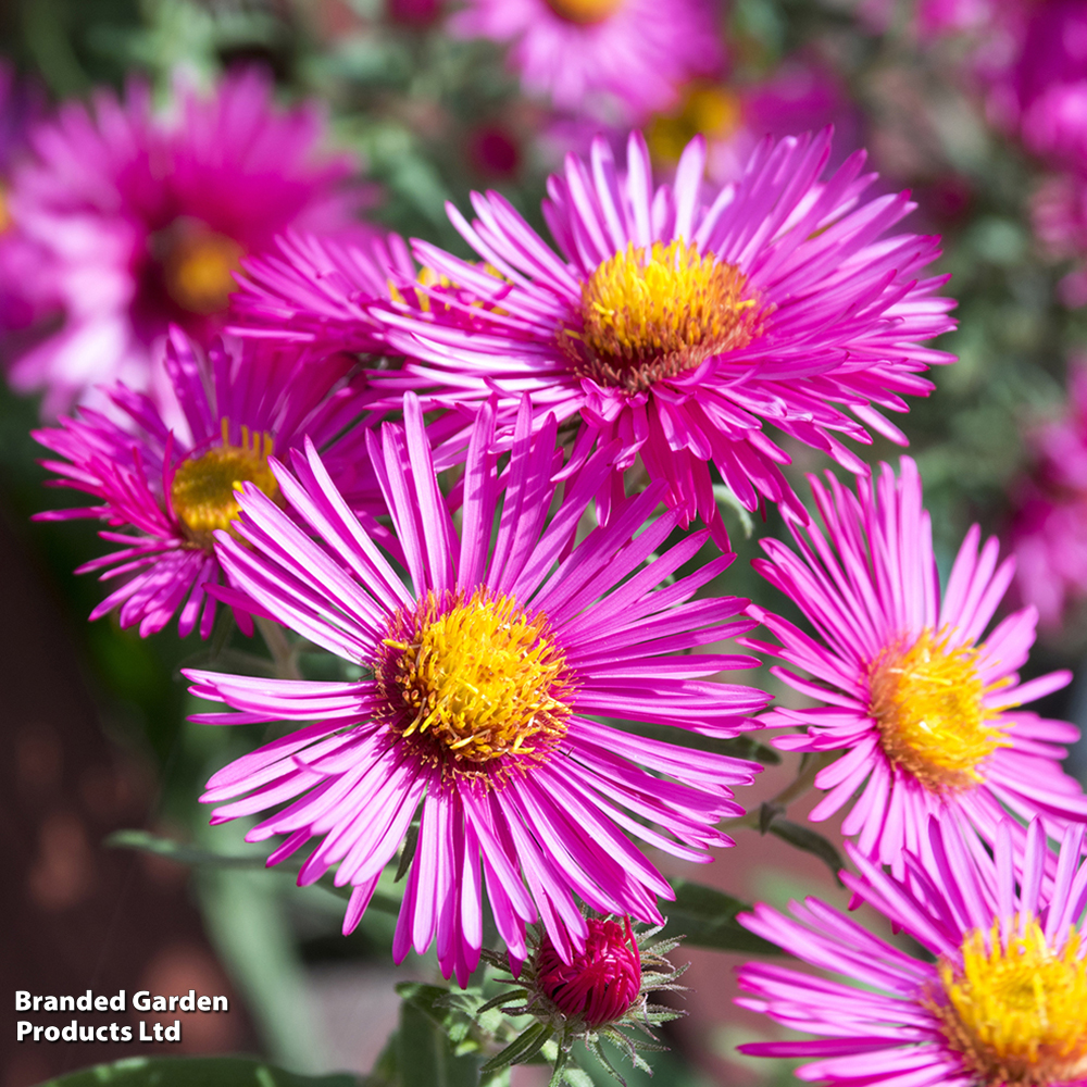 Aster novi-belgii 'Bahamas' image