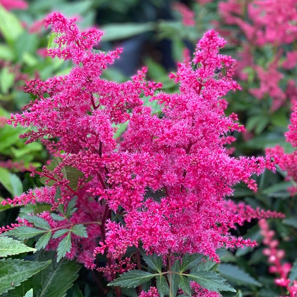 Astilbe 'Astary Rose' image