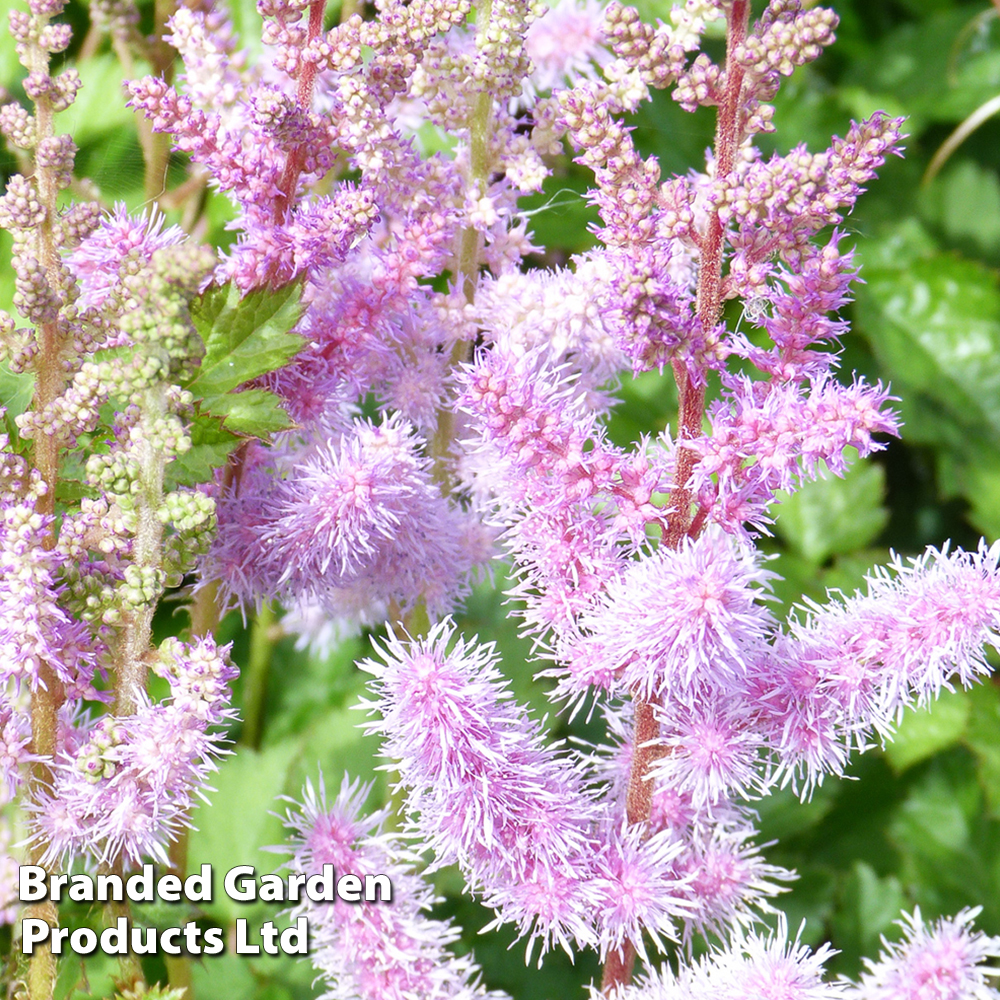 Astilbe chinensis var. pumilla image