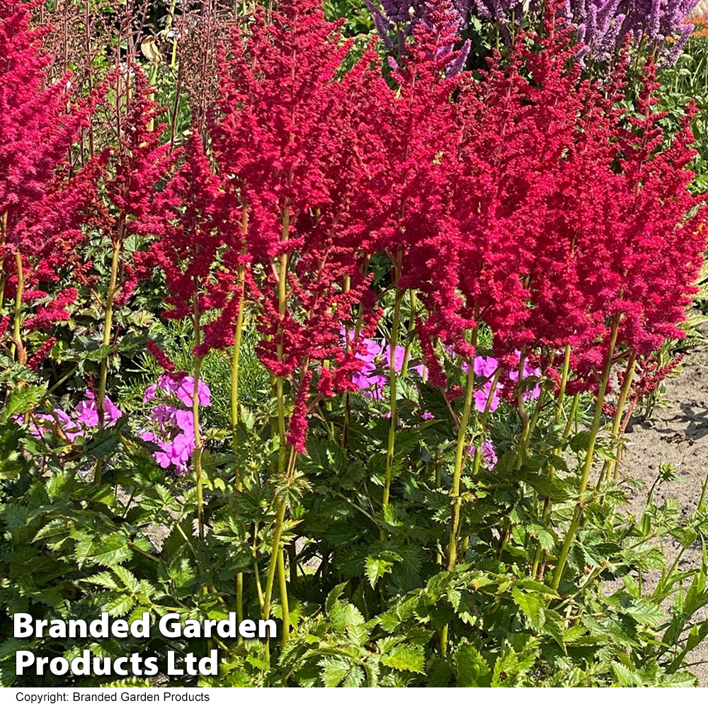 Astilbe chinensis 'Hot Pearls' image