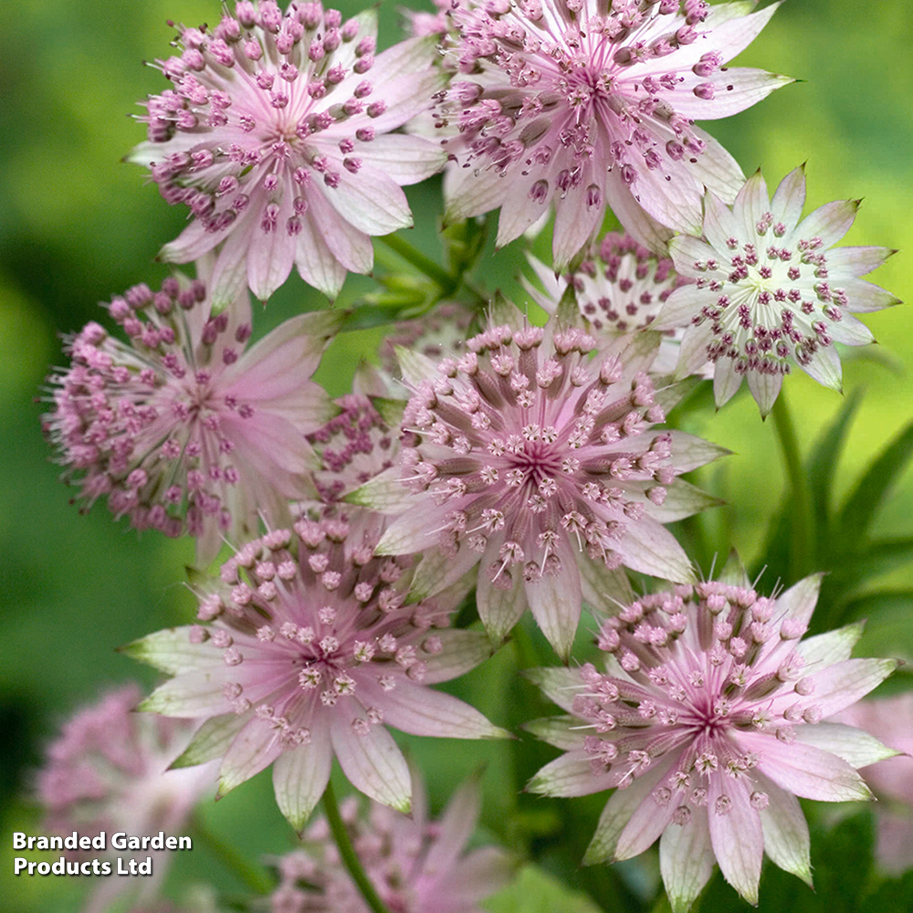 Astrantia 'Buckland' image