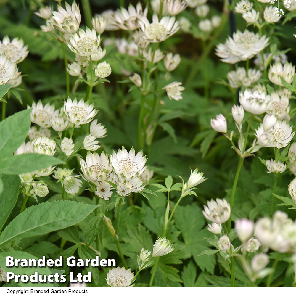 Astrantia major image