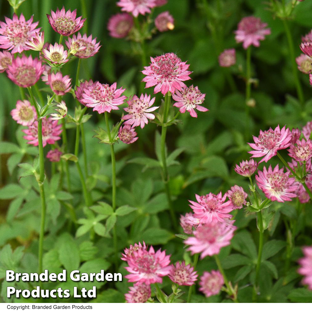 Astrantia major 'Roma' image