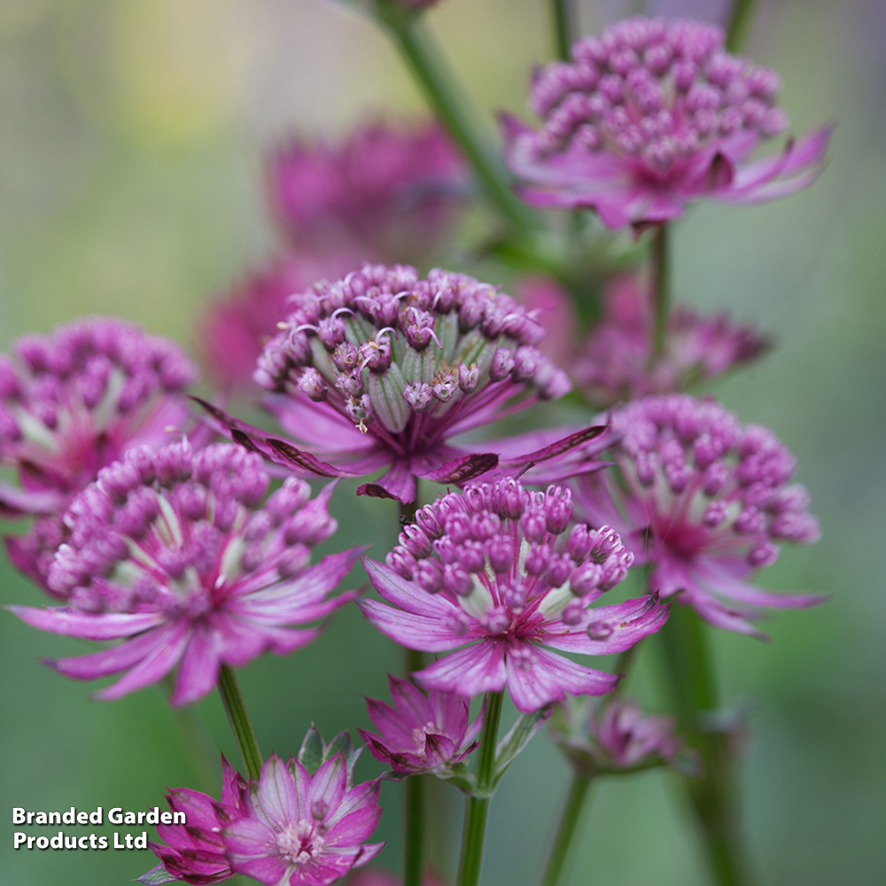 Astrantia major 'Star of Beauty' image