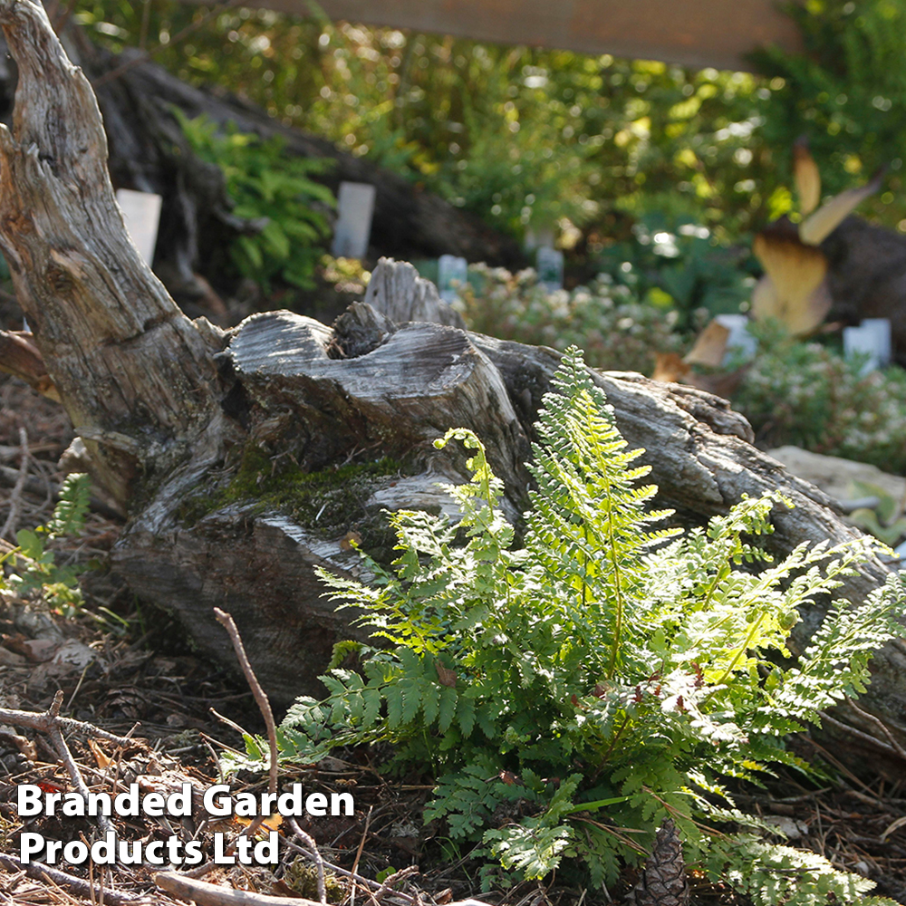 Athyrium otophorum var. 'Okanum' image