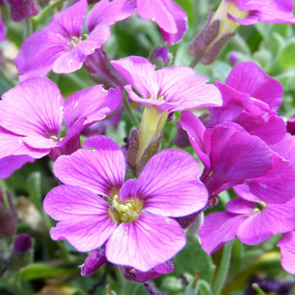 Aubretia gracilis 'Kitte Rose Red' image