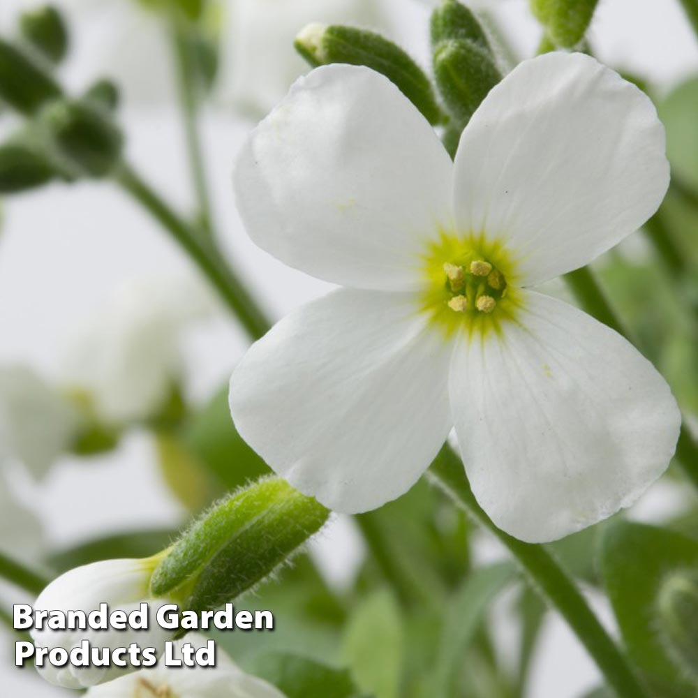 Aubretia gracilis 'Kitte White' image