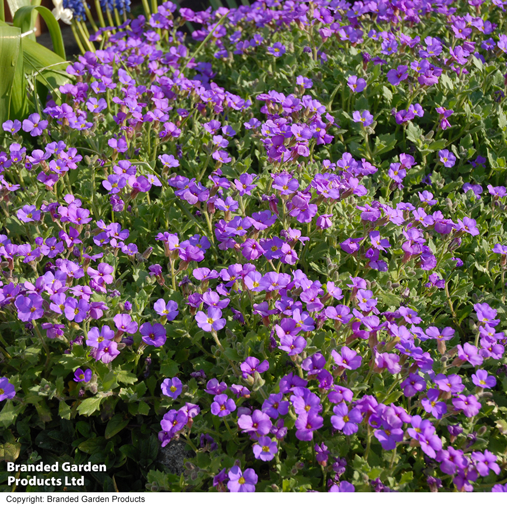 Aubrieta cultorum 'Cascade Purple' image