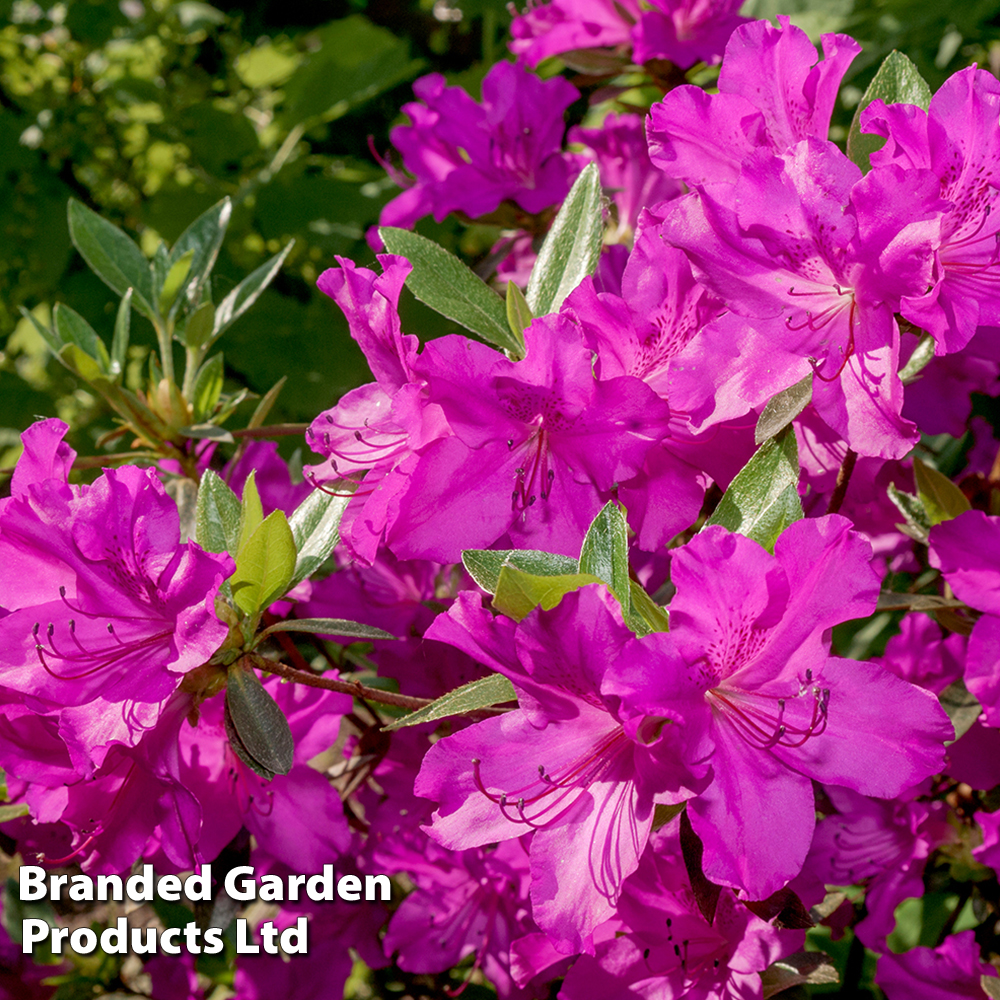 Rhododendron 'Wombat' (Azalea Group) image