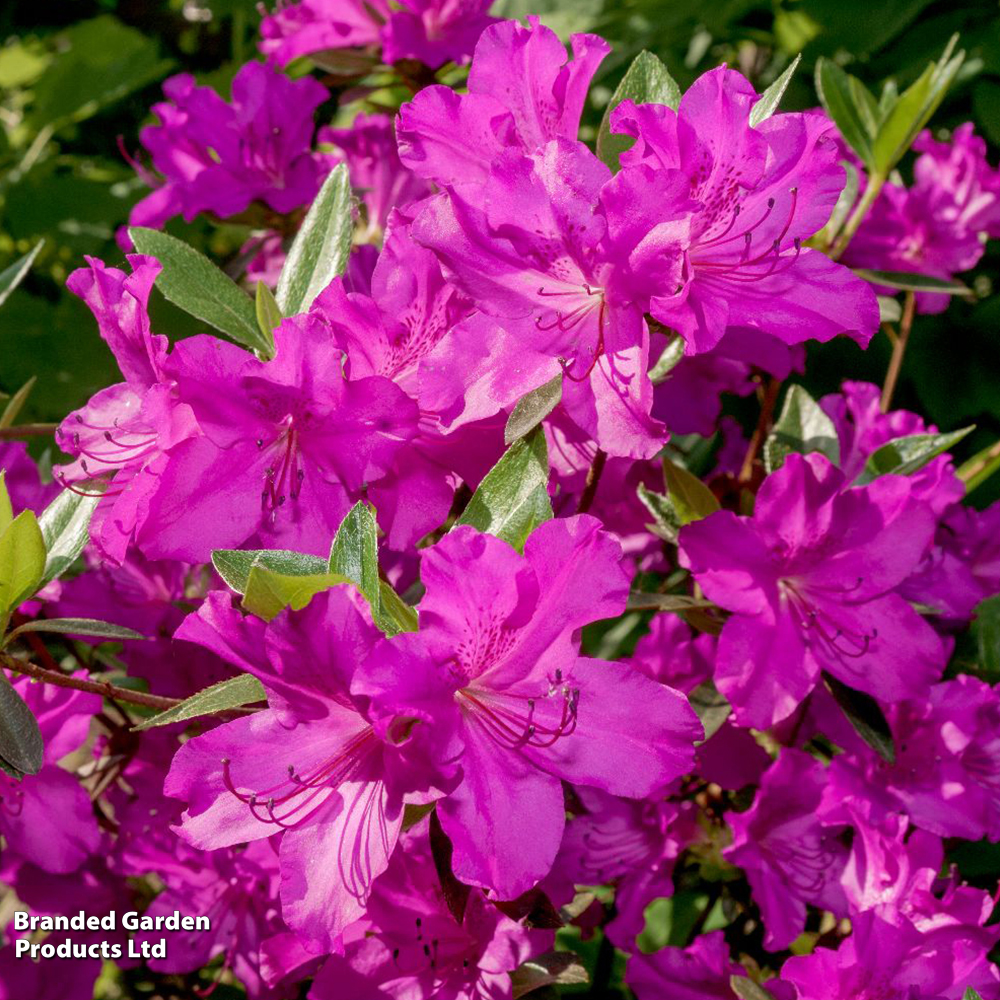 Rhododendron 'Blue Danube' image