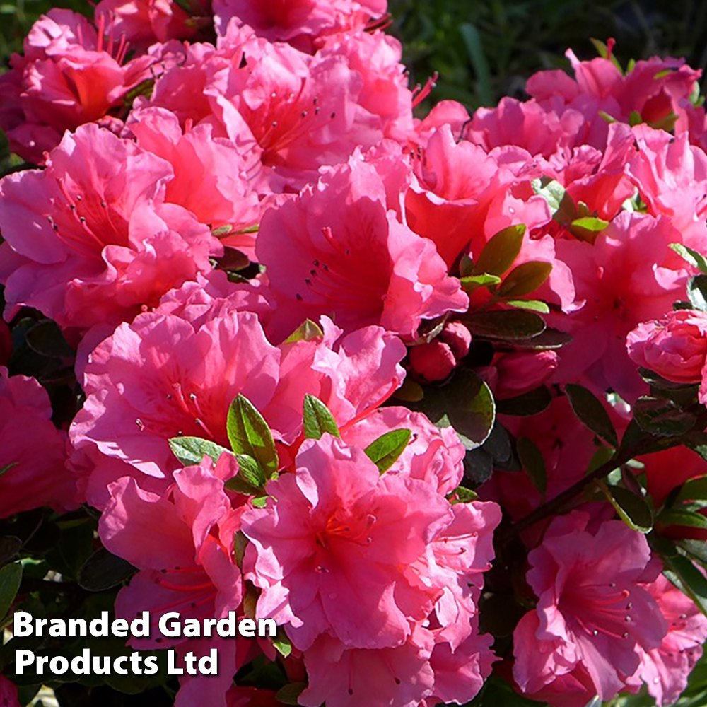 Rhododendron 'Chipmunk' (Azalea Group) image