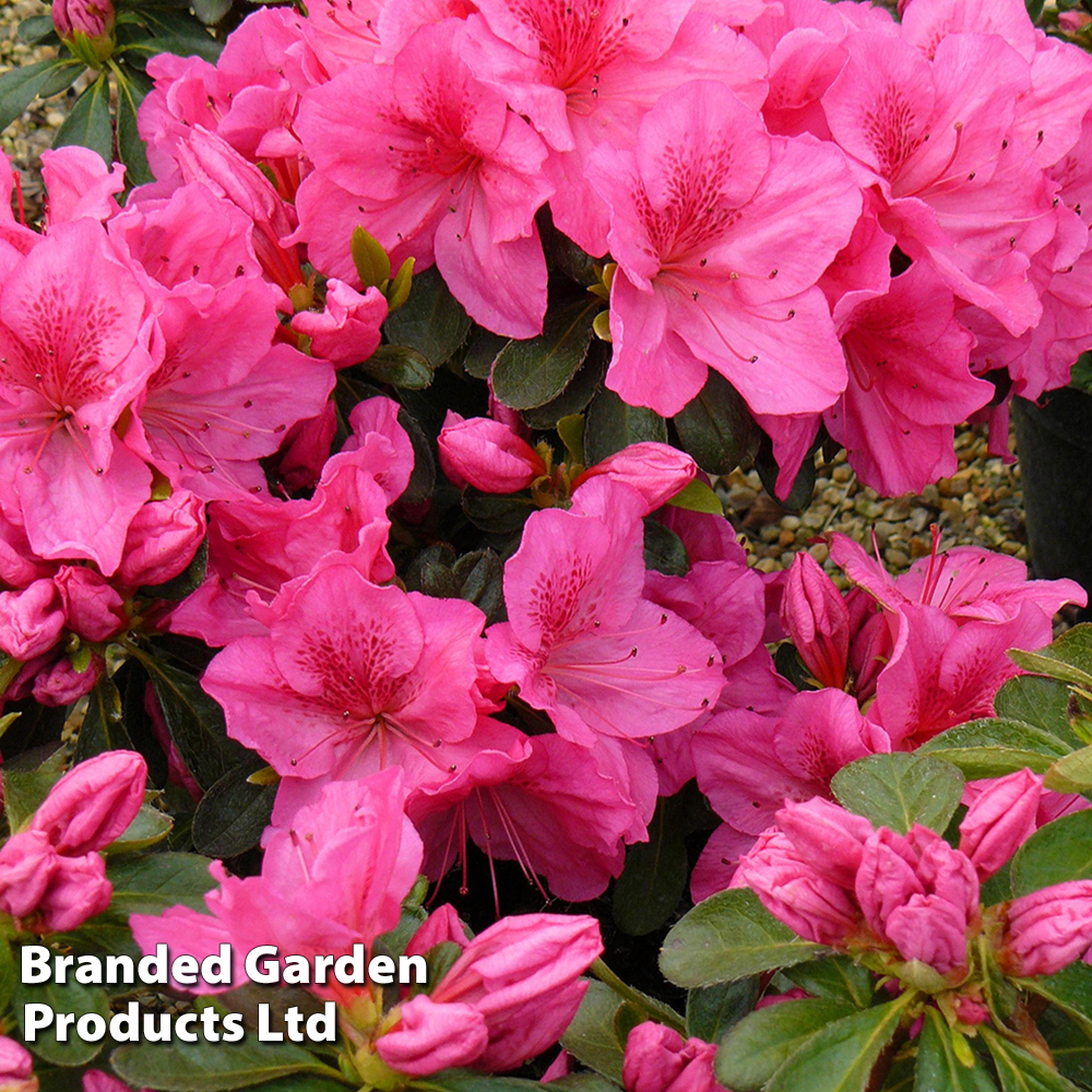 Rhododendron 'Dearest' (Hyde) (Azalea Group) | Dobies