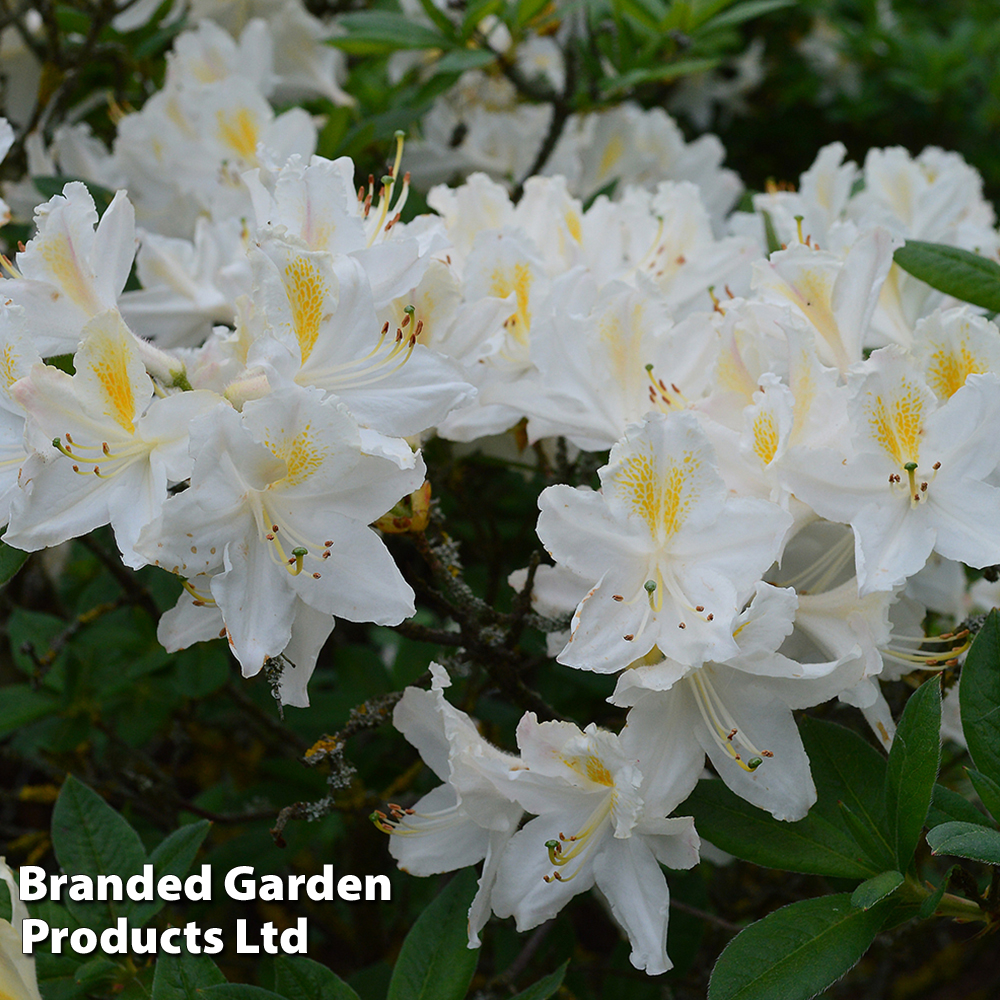 Rhododendron 'Gumpo White' (Azalea Group) image