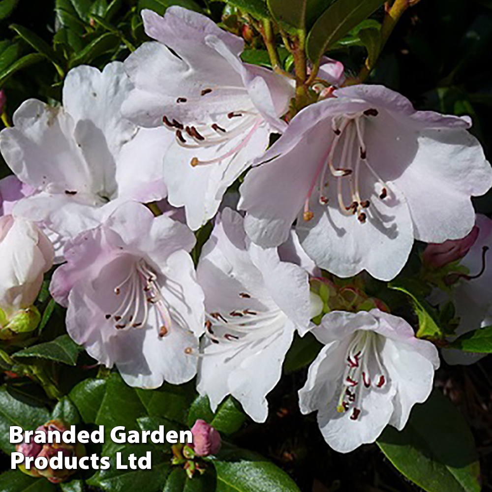 Rhododendron 'Cilpinense' image