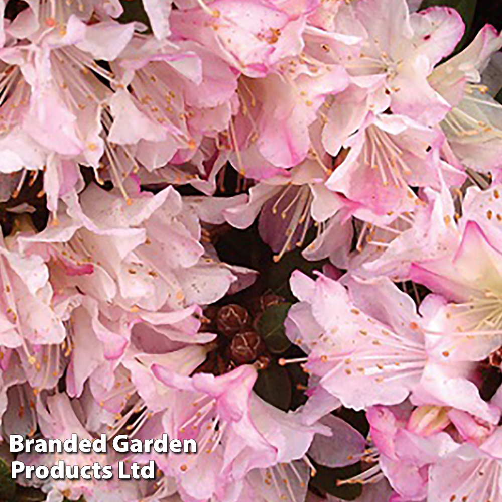 Rhododendron 'Ginny Gee' image