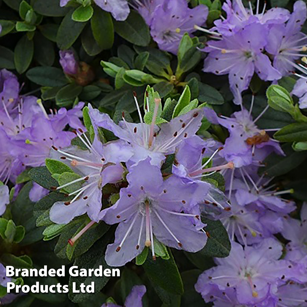 Rhododendron 'Leni' image