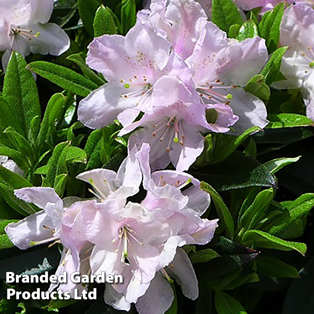 Rhododendron 'Robert Seleger' image