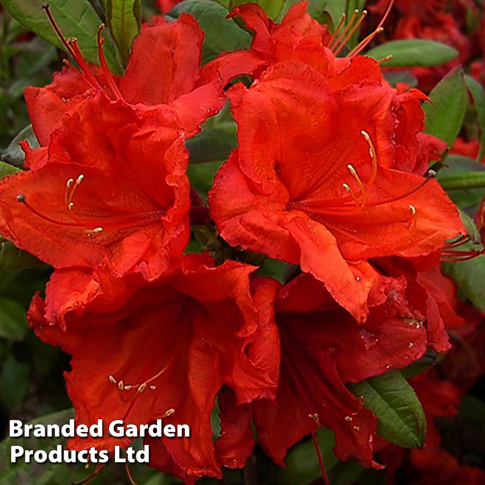 Rhododendron 'Firecracker' (Azalea Group) image