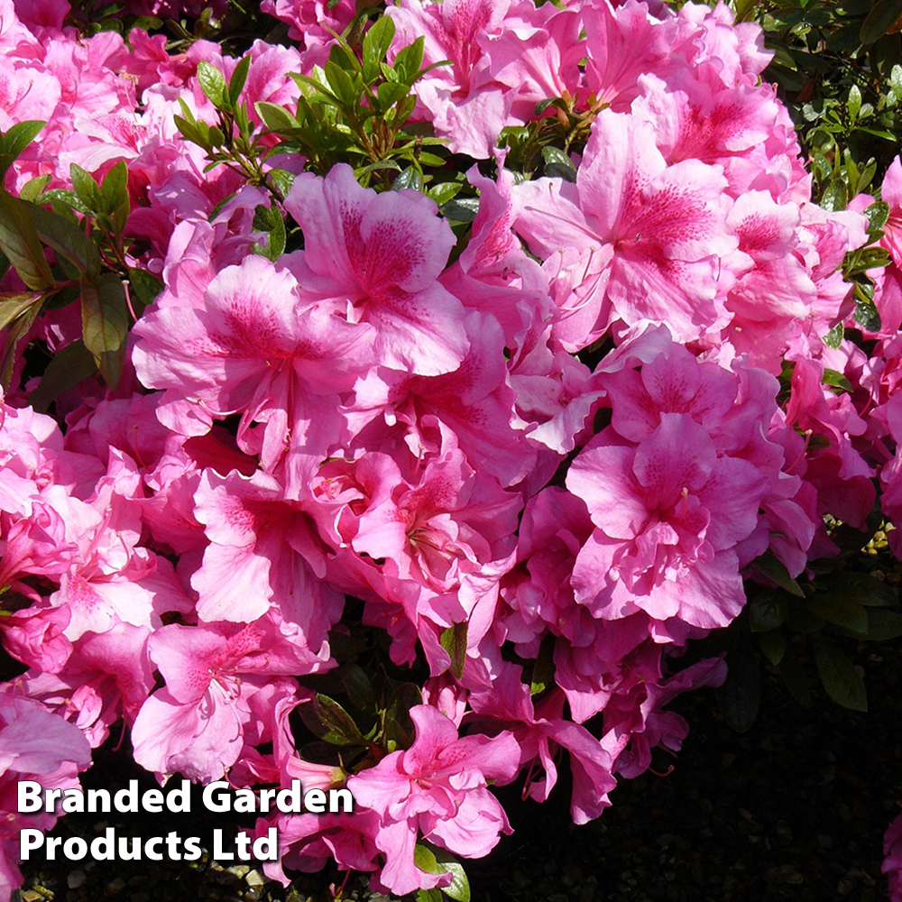 Rhododendron 'George Hyde' (Hyde) (Azalea Group) | Dobies