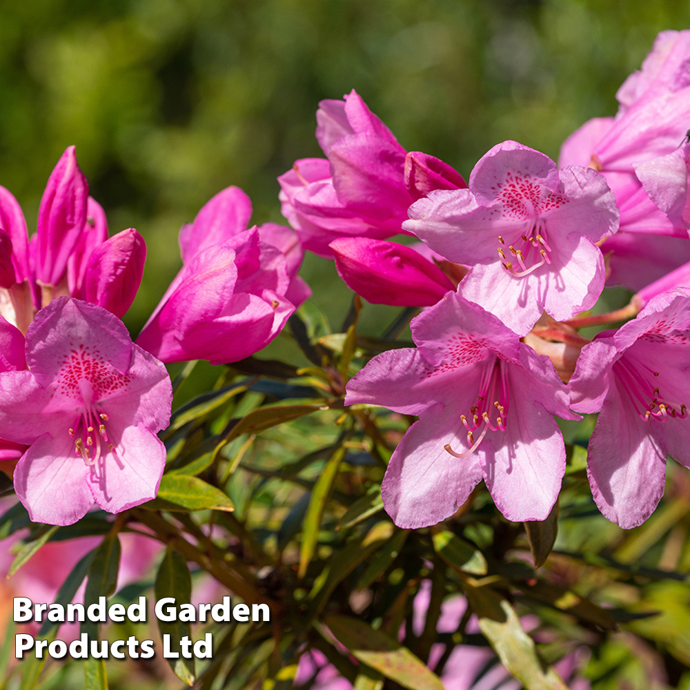 Rhododendron 'Graziella' image