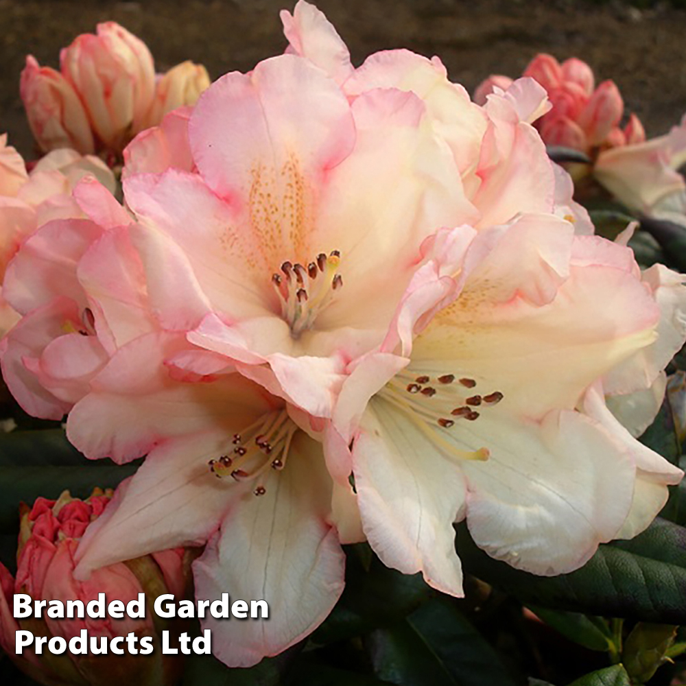 Rhododendron 'Grumpy' image