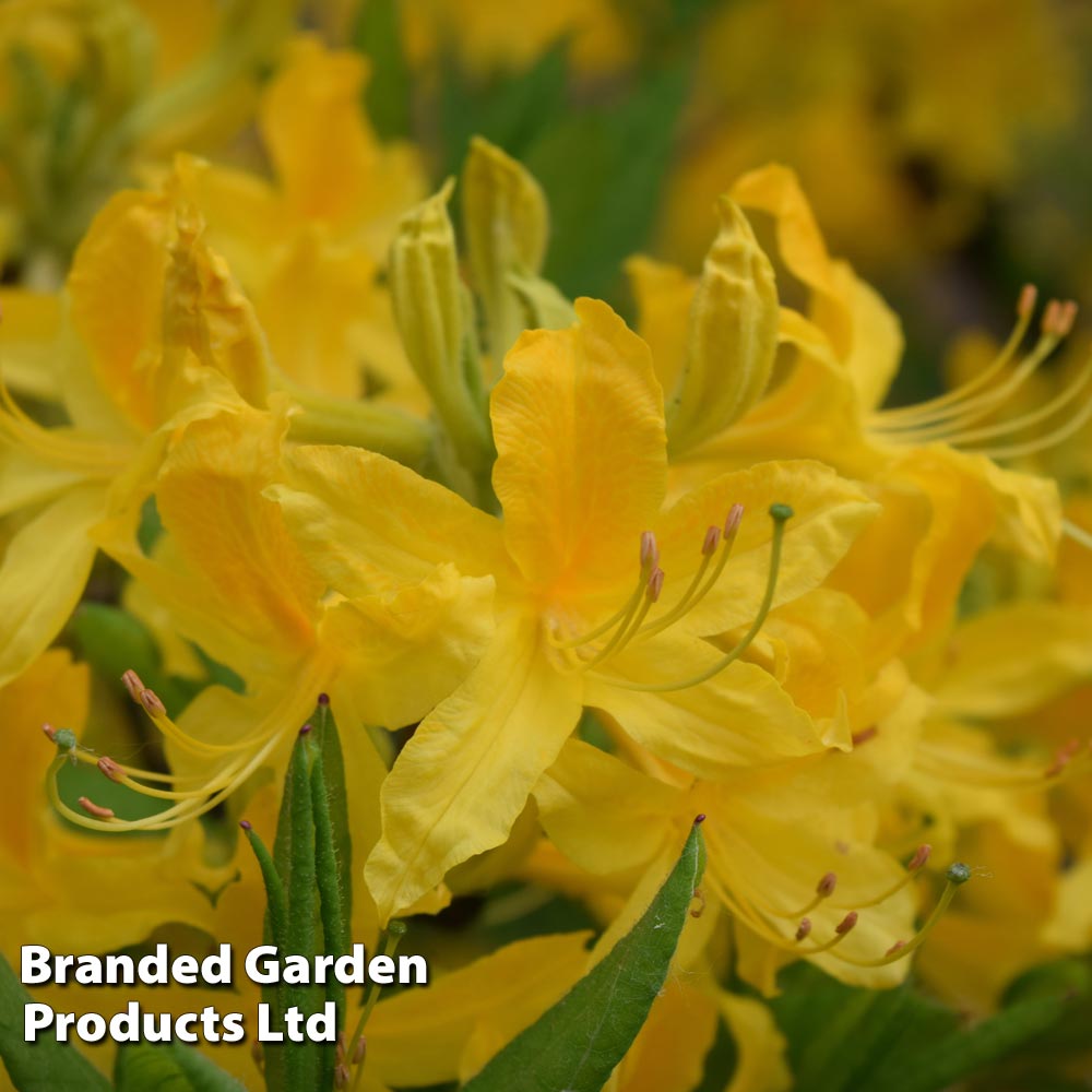 Rhododendron 'Harvest Moon' image