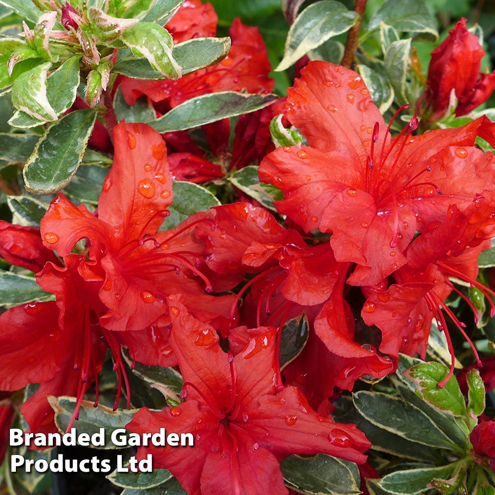 Rhododendron 'Girard's Variegated Hot Shot' (Azalea Group) image