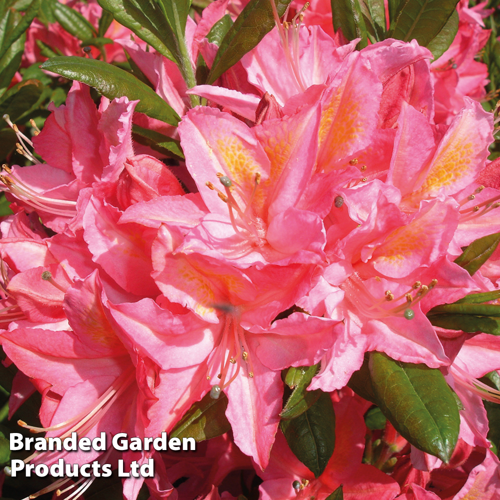 Rhododendron 'Jolie Madame' (Azalea Group) image