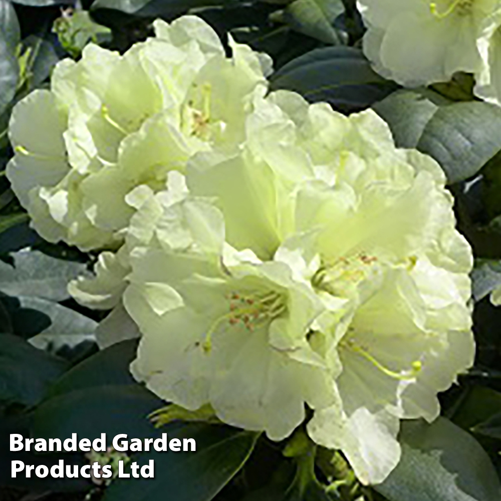 Rhododendron 'Lemon Dream' image