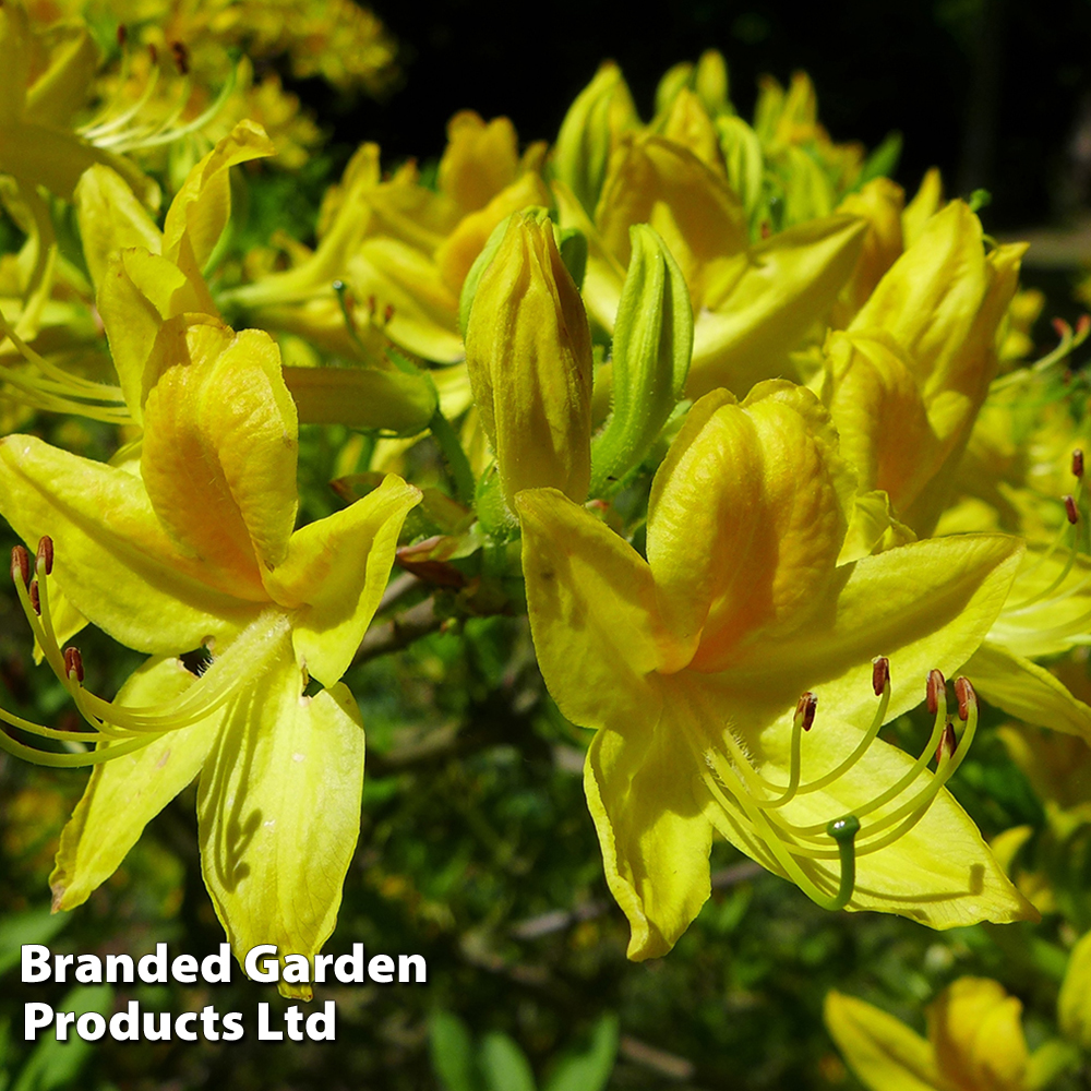 Rhododendron 'Golden Sunset' (Azalea Group) image