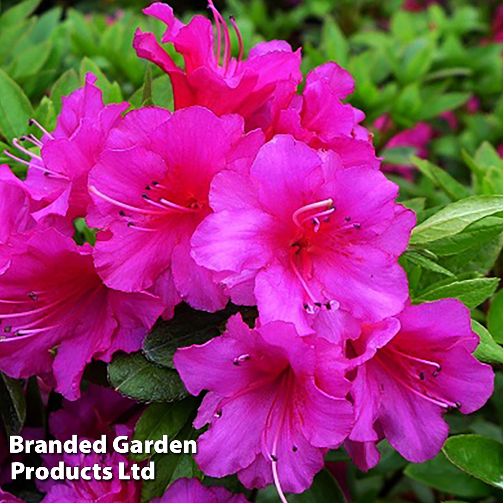 Rhododendron 'Magic Flute' (Hyde) (Azalea Group) image