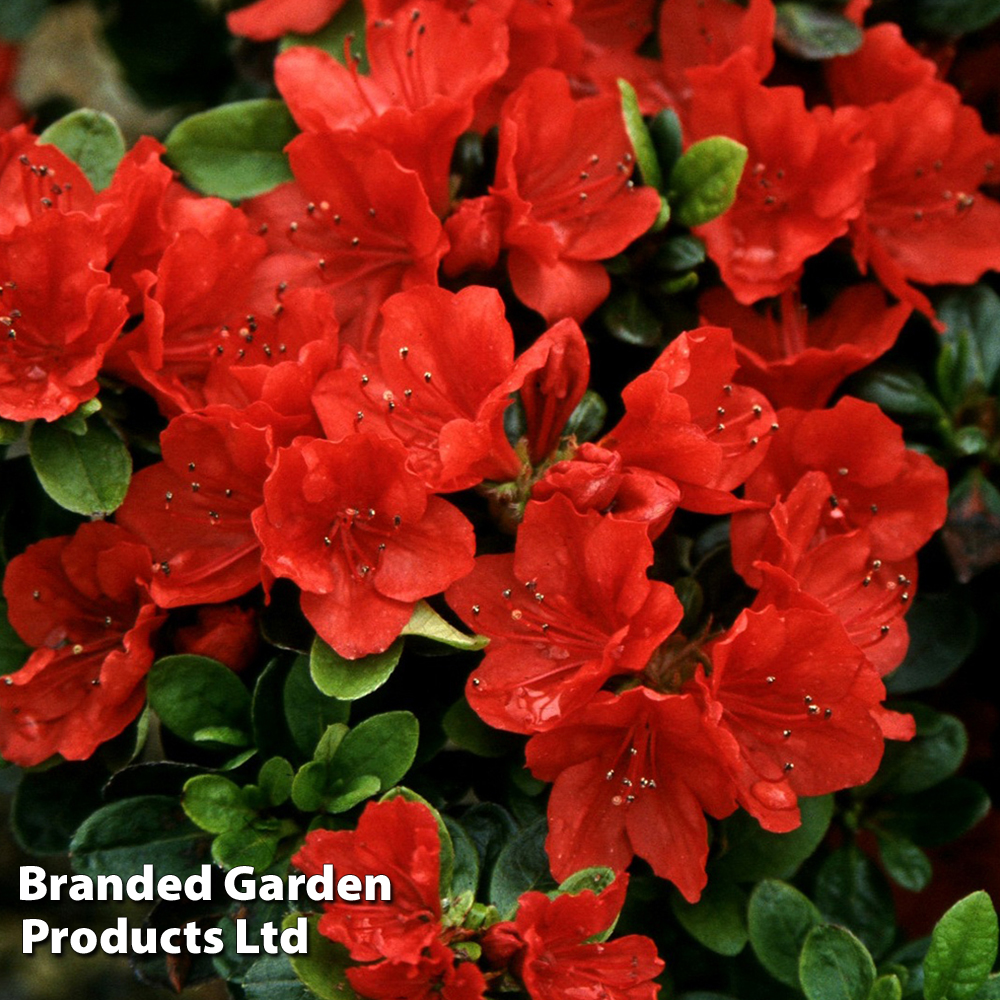 Rhododendron nakaharae orange-flowered (Azalea Group) image