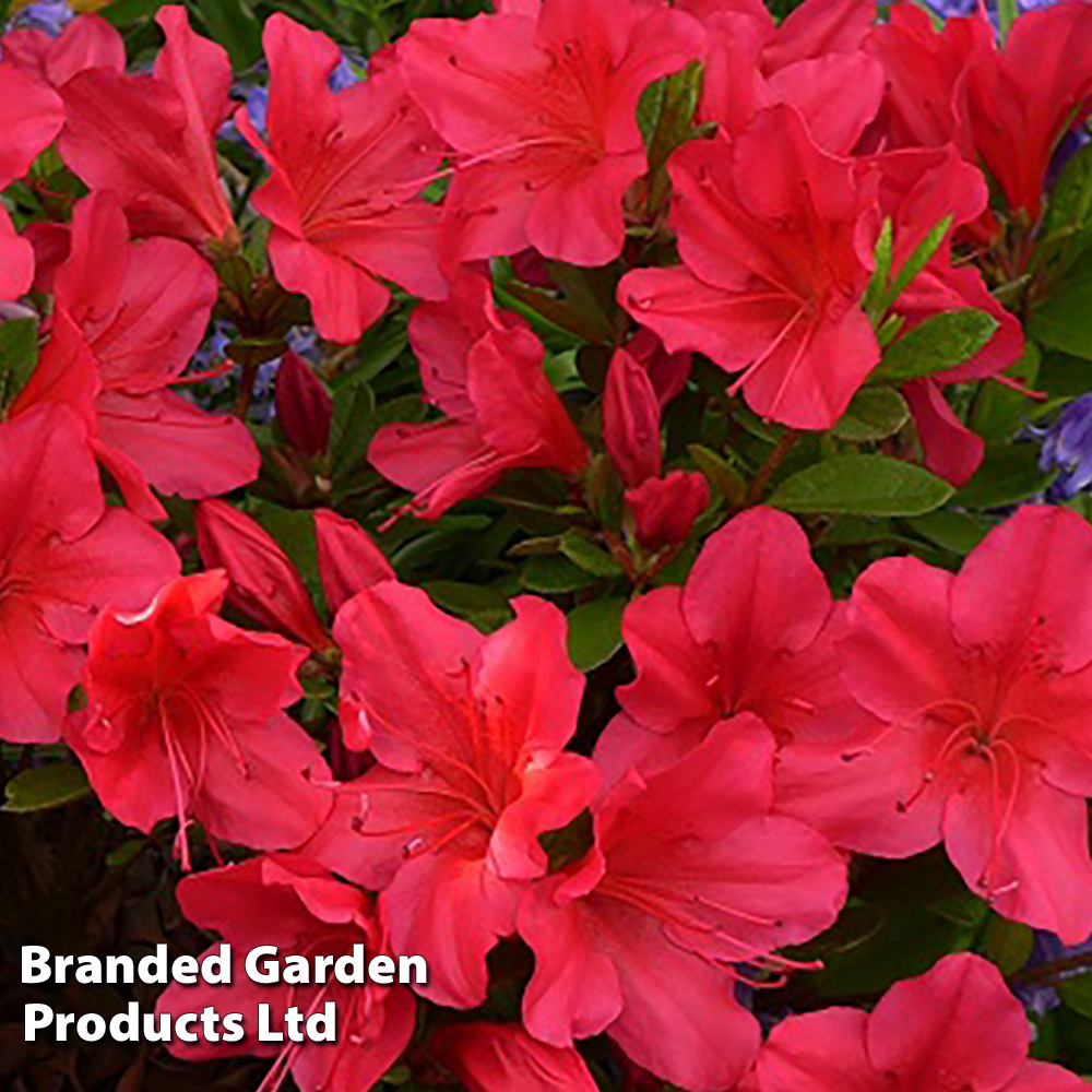 Rhododendron 'Nico' (Azalea Group) image