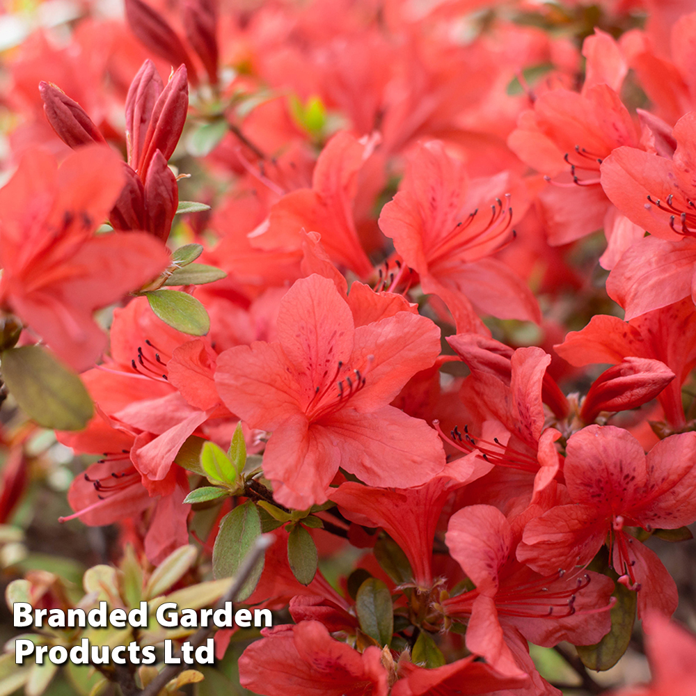 Rhododendron 'Orange King' image