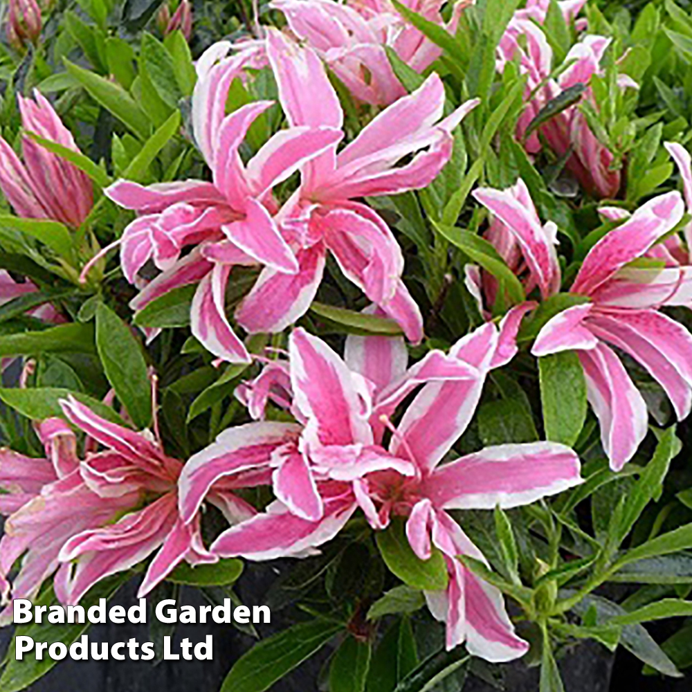 Azalea 'Pink Spider' image