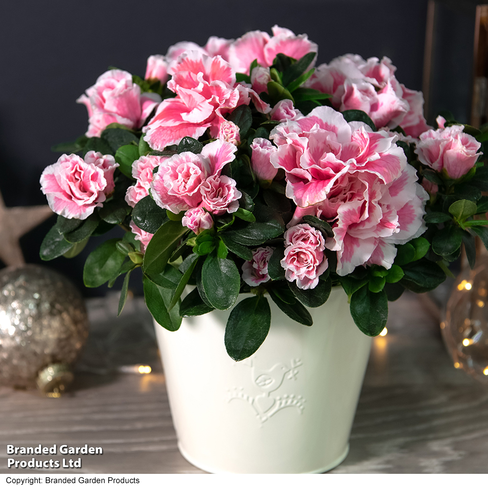 Azalea 'Pink & White Bicolour' - Gift image