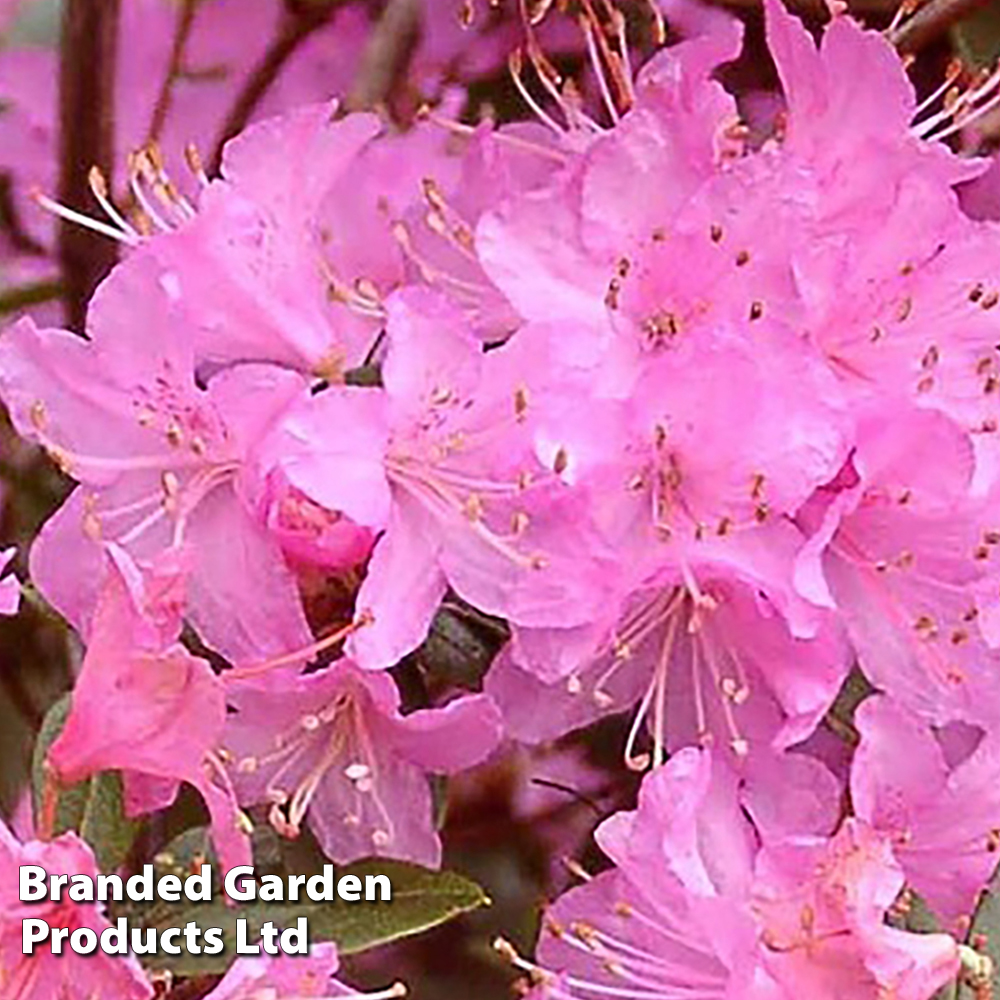 Rhododendron 'Pintail' image