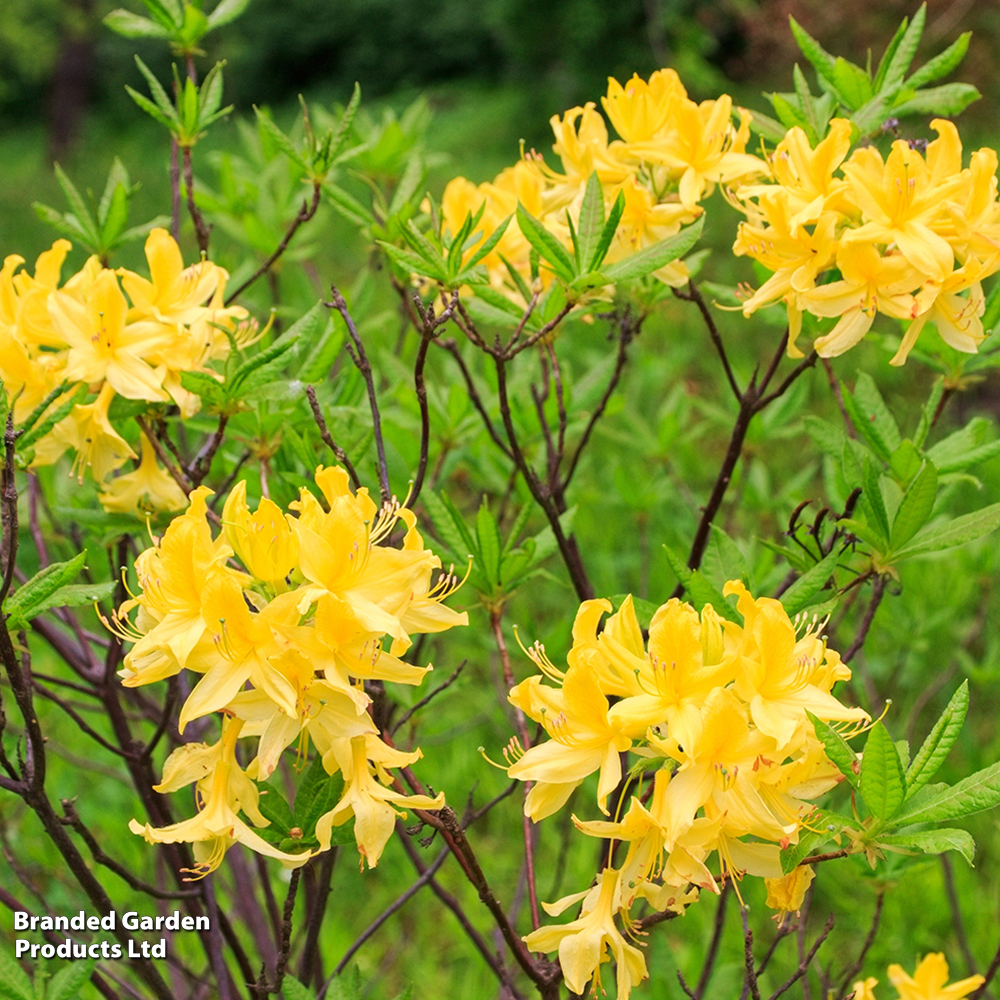 Azalea pontica (luteum) image