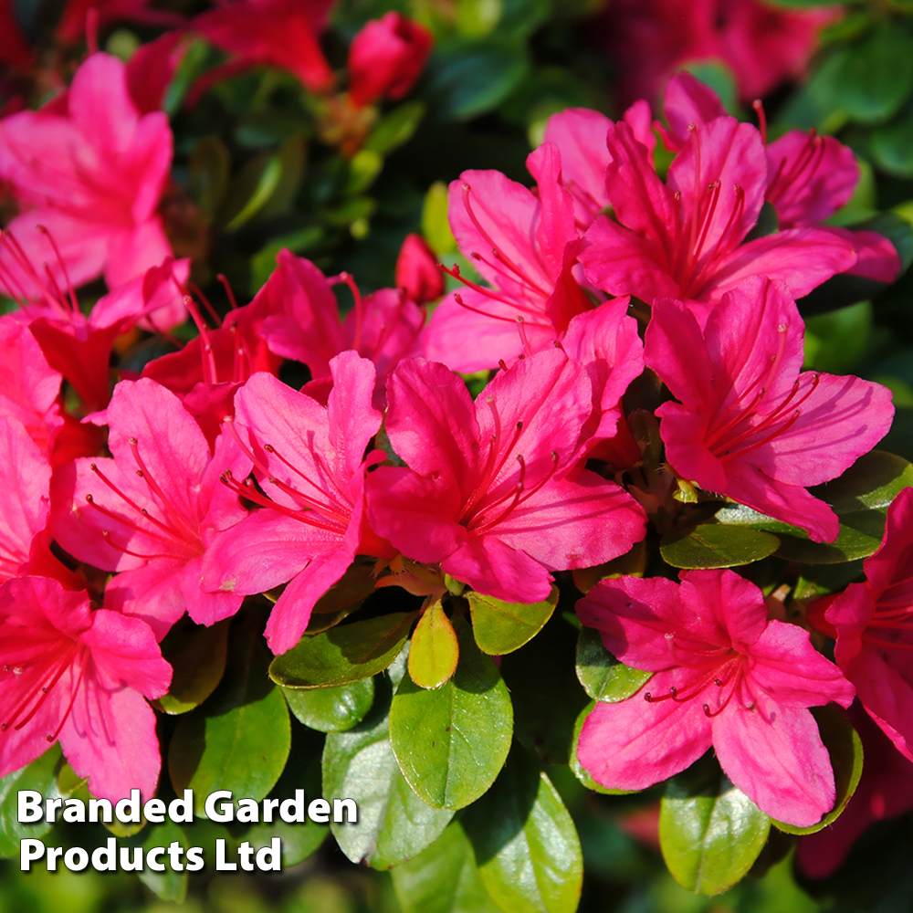 Rhododendron 'Purple Cushion' (Azalea Group) image