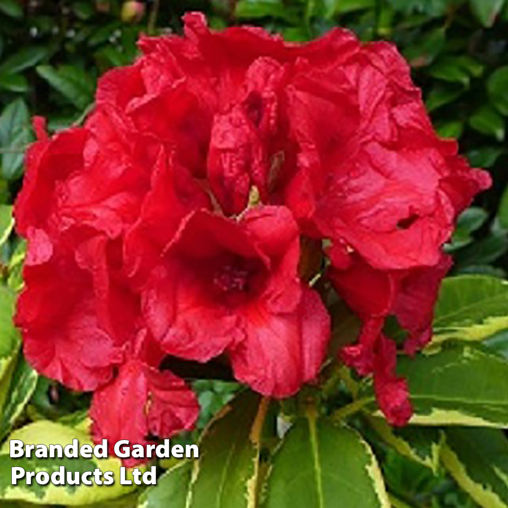 Rhododendron 'Red and Gold' image