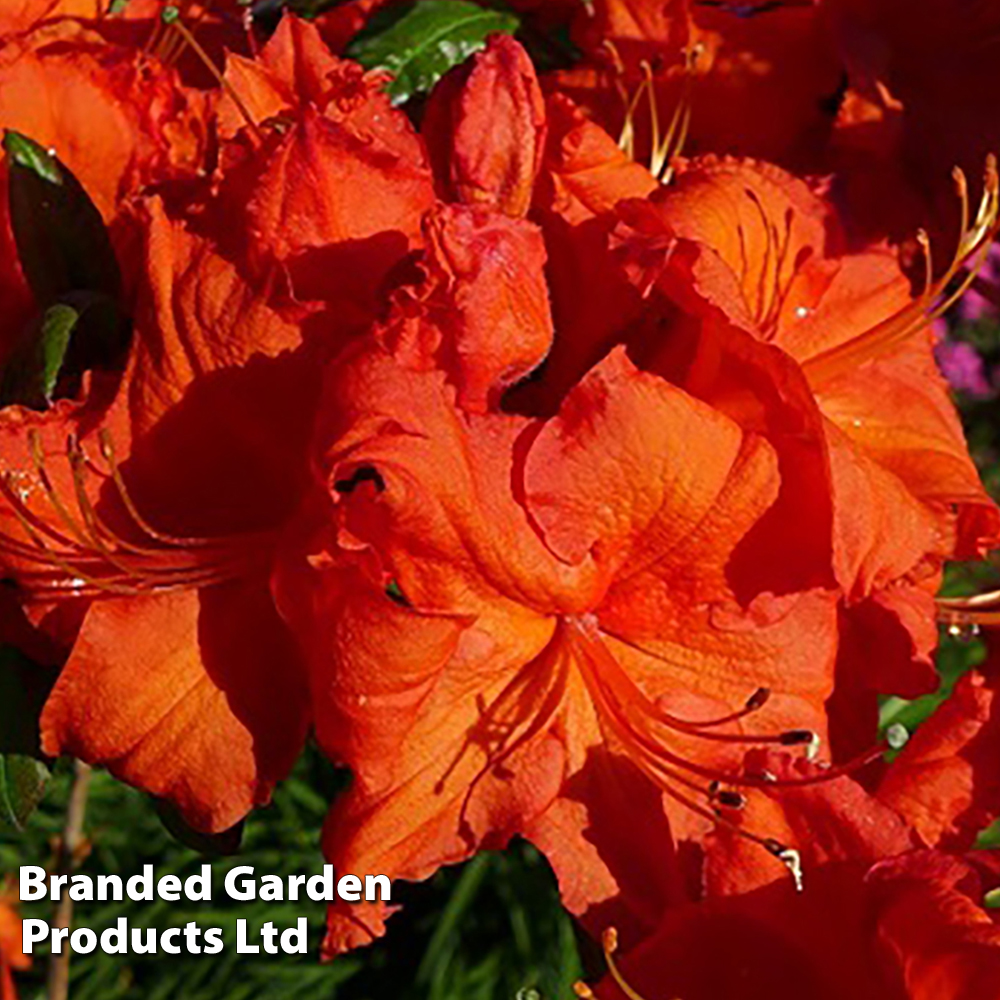 Rhododendron 'Royal Command' (Azalea Group) image