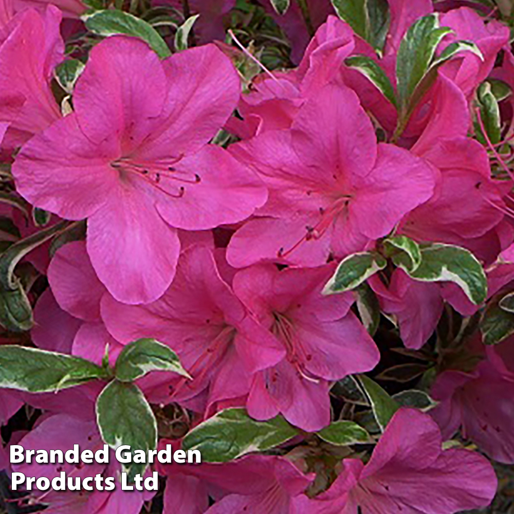 Rhododendron 'Salmon's Leap' (Azalea Group) image